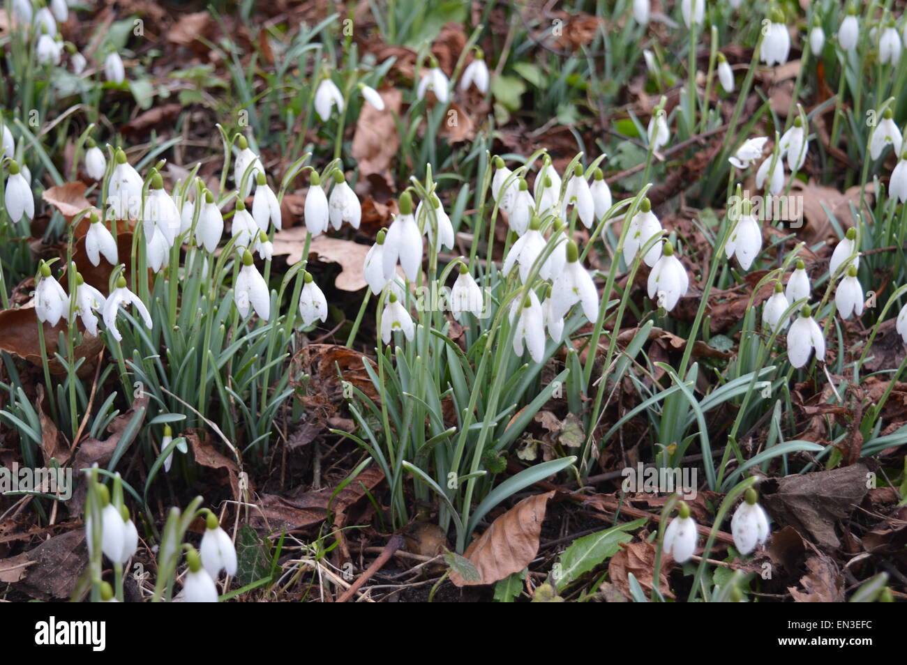 Gouttes de neige en hiver Banque D'Images
