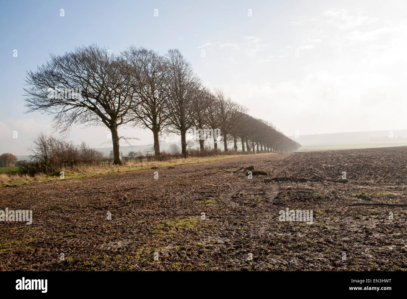 Une ligne d'hiver sans feuilles des arbres sur une limite de champ, près de Wroughton, Wiltshire, England, UK Banque D'Images