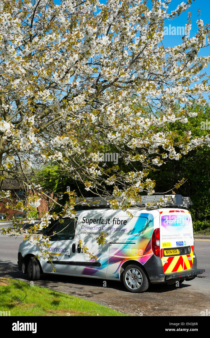 Une large bande BT superfast van stationné sous un cerisier en fleurs à Telford, Shropshire, Angleterre Banque D'Images