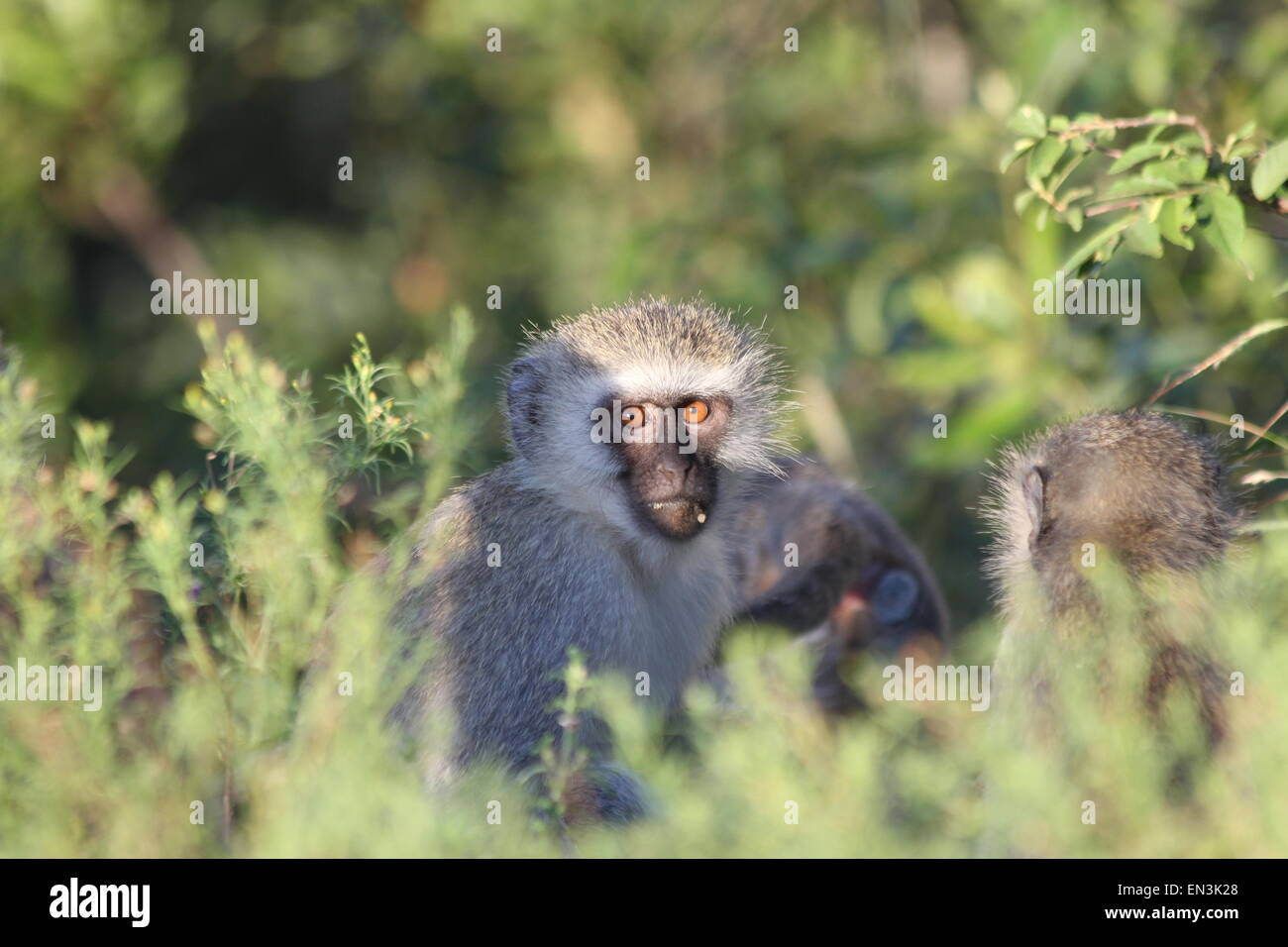 Afrique singe vervet Banque D'Images