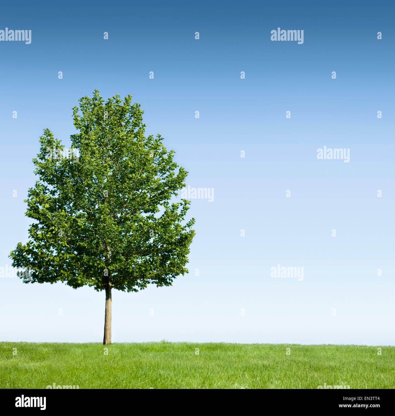 Seul arbre Banque D'Images