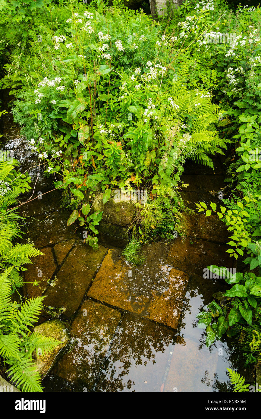 Plantes sauvages entourent un ruisseau qui a carreaux marron sur le bas. Banque D'Images