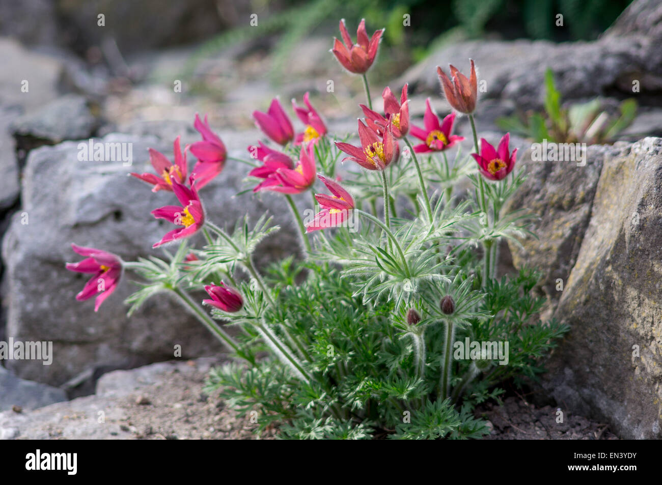 Fleurs Pulsatilla vulgaris anémone pulsatille rouge rode klokke Photo Stock  - Alamy