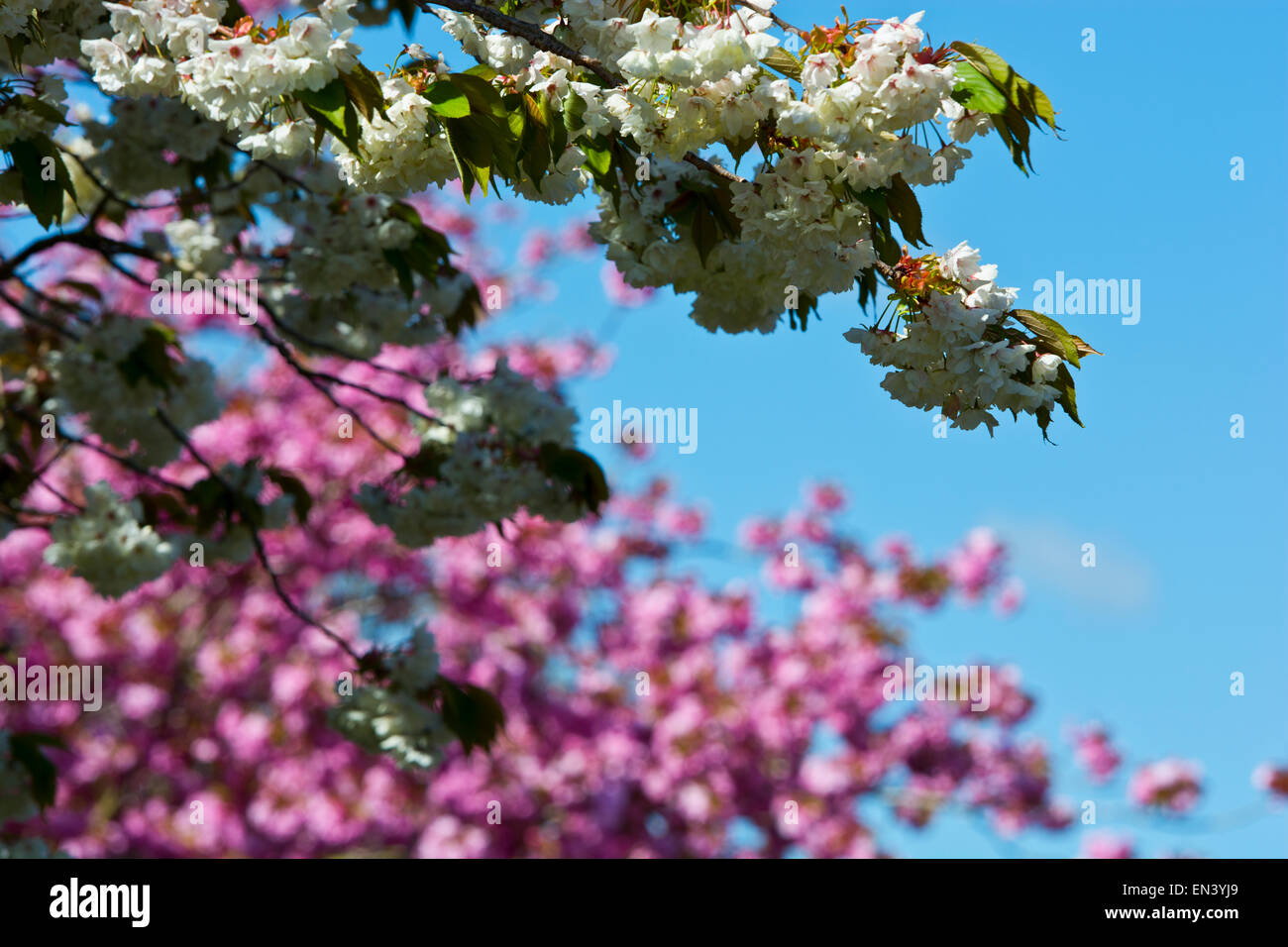 Flowering cherry blossom Cherry Prunus serrulata, Japonais, blanc et rose Banque D'Images