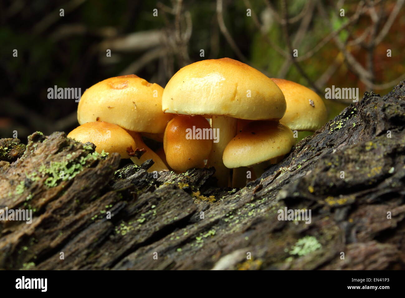 Touffe de soufre, Hypholoma fasciculare sur deadwood Banque D'Images