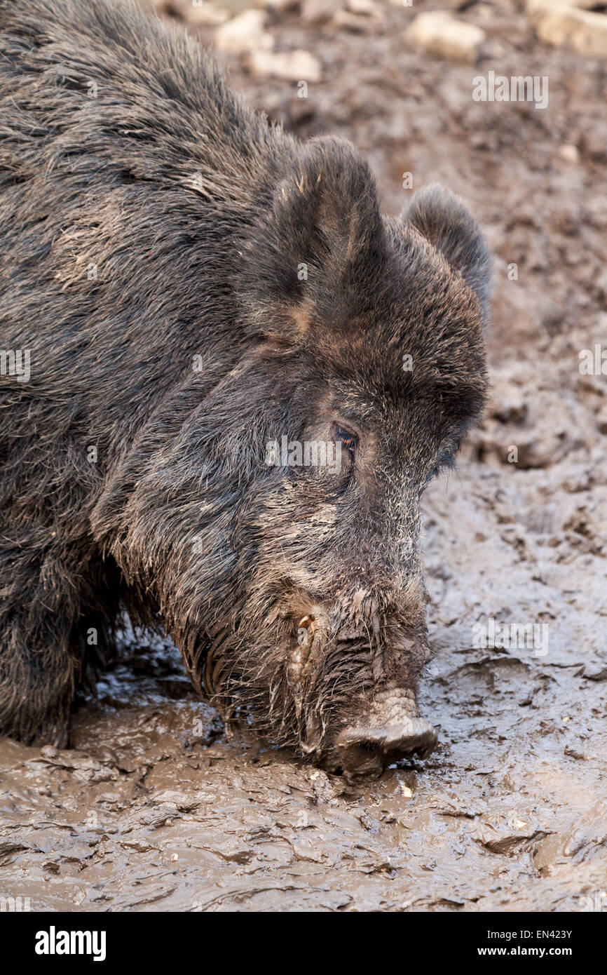 Sanglier adultes ( Sus Scrofa ) Alimentation, tête portrait, UK Banque D'Images