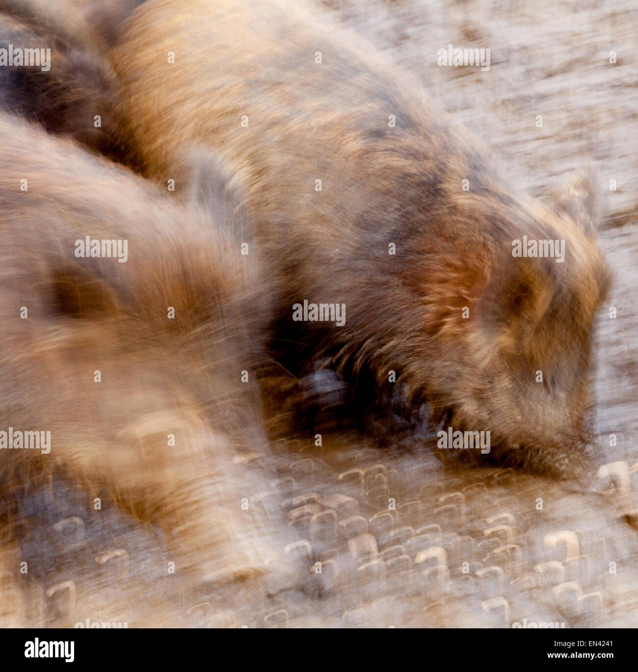 Une paire de sanglier ( Sus scrofa ) ; (motion blur abstract), Royaume-Uni Banque D'Images
