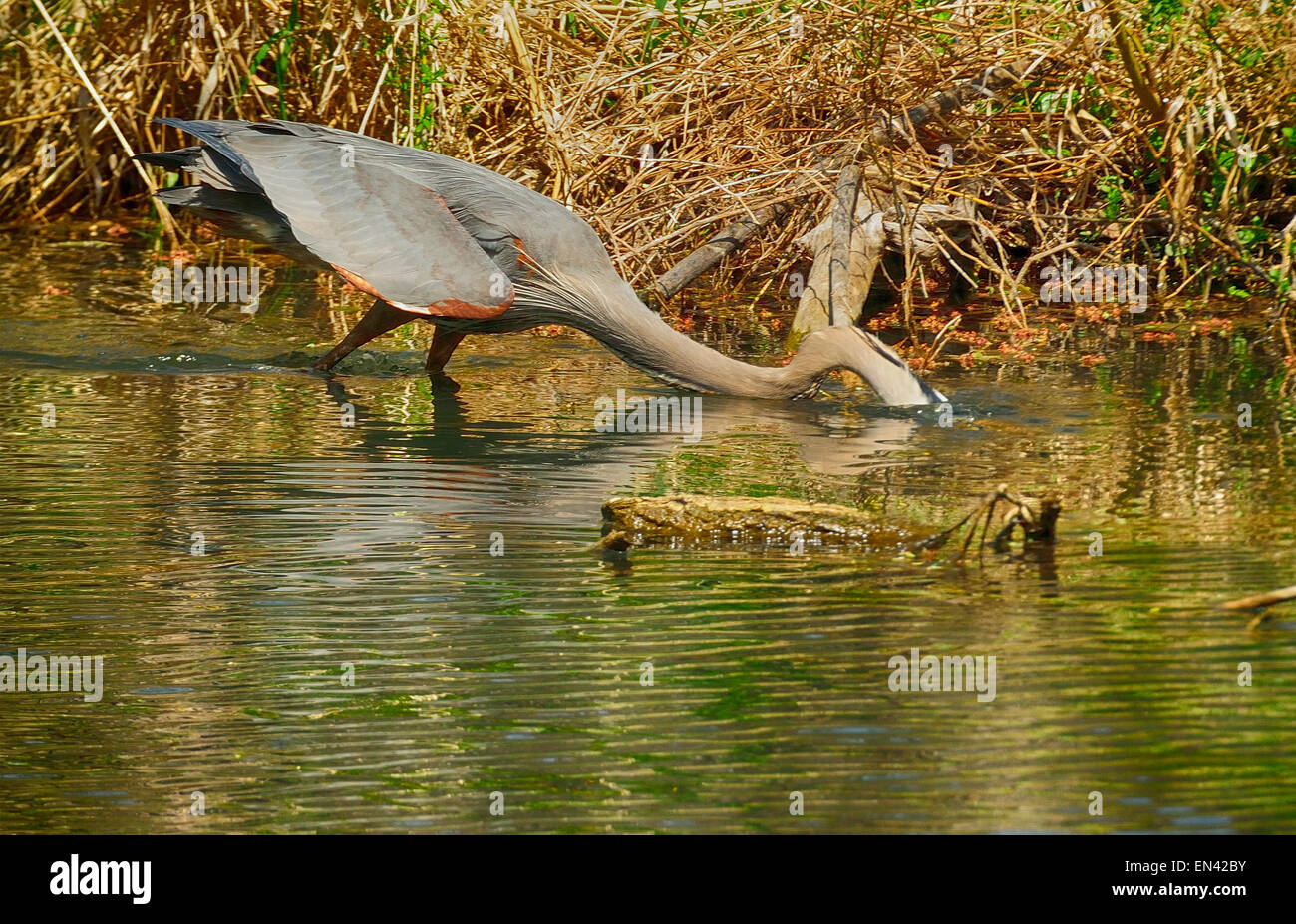 Grand Héron de la tête frappant après le poisson . (Ardea herodias) HDR Banque D'Images