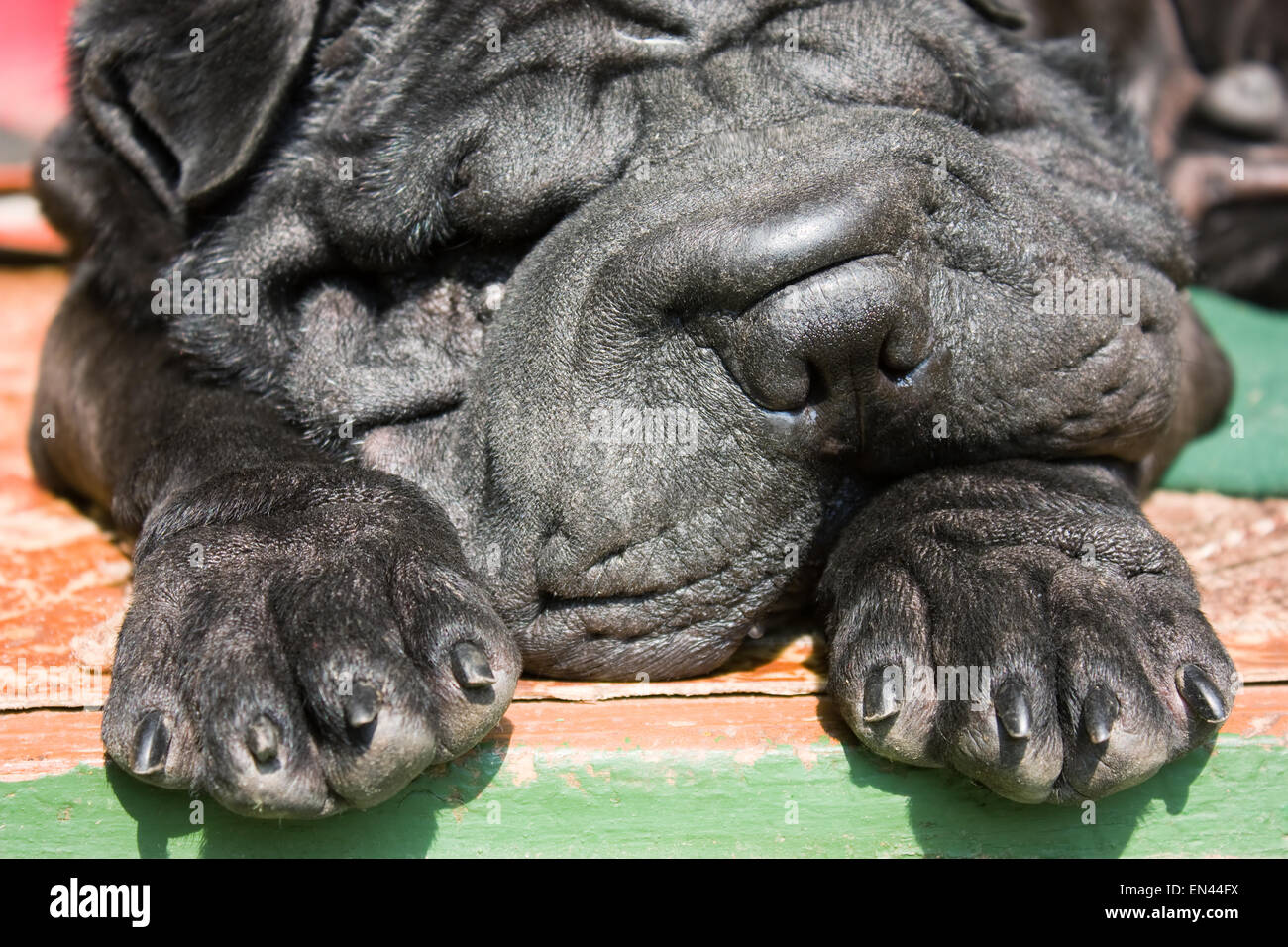 Chien Noir Shar-Pei dormir sous un soleil brillant, close-up portrait Banque D'Images