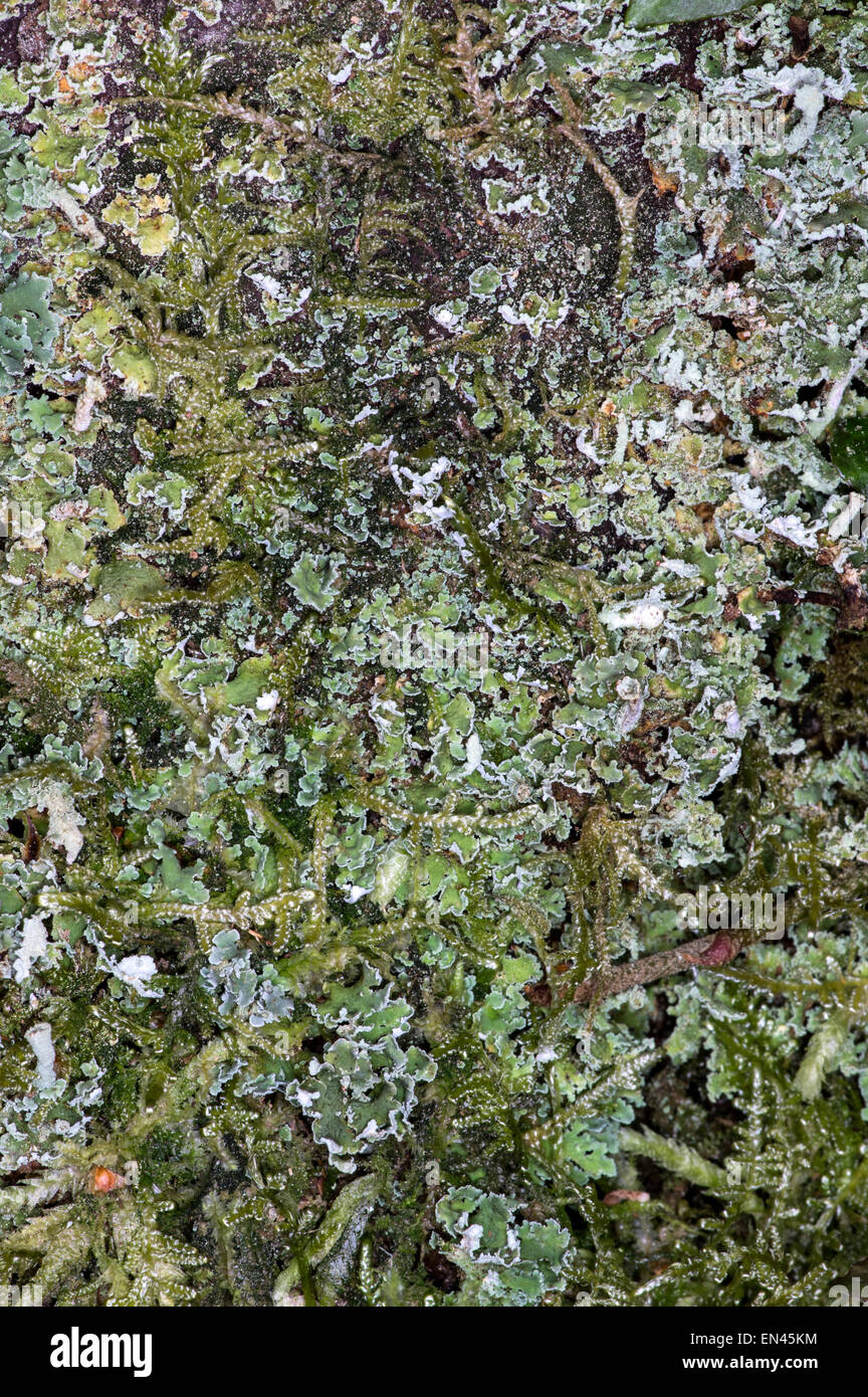 Cladonia digitata. Un lichen répandu trouve principalement sur les souches d'arbres Banque D'Images