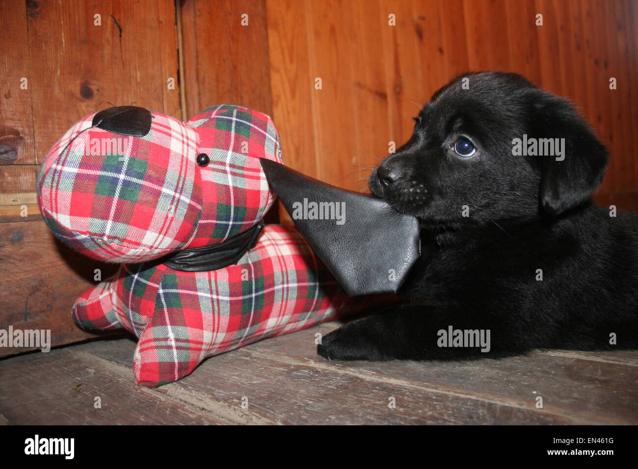 Chiot Labrador obtient savage avec un chien de porte ! Banque D'Images