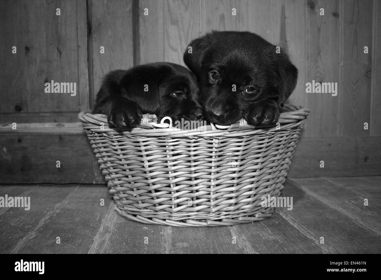 2 chiots dans un panier en osier. Banque D'Images