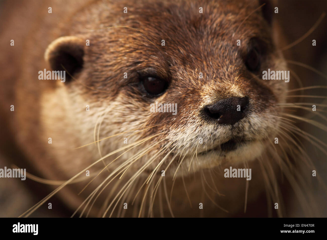 Un portrait d'une Africaine Clawless Otter. Banque D'Images