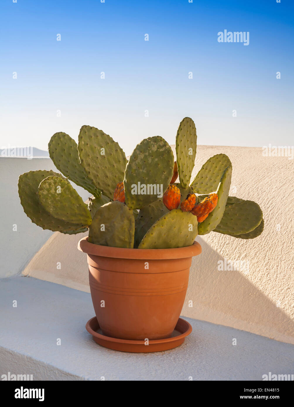 Petit cactus en pot dans un récipient en terre cuite sur une corniche. Banque D'Images