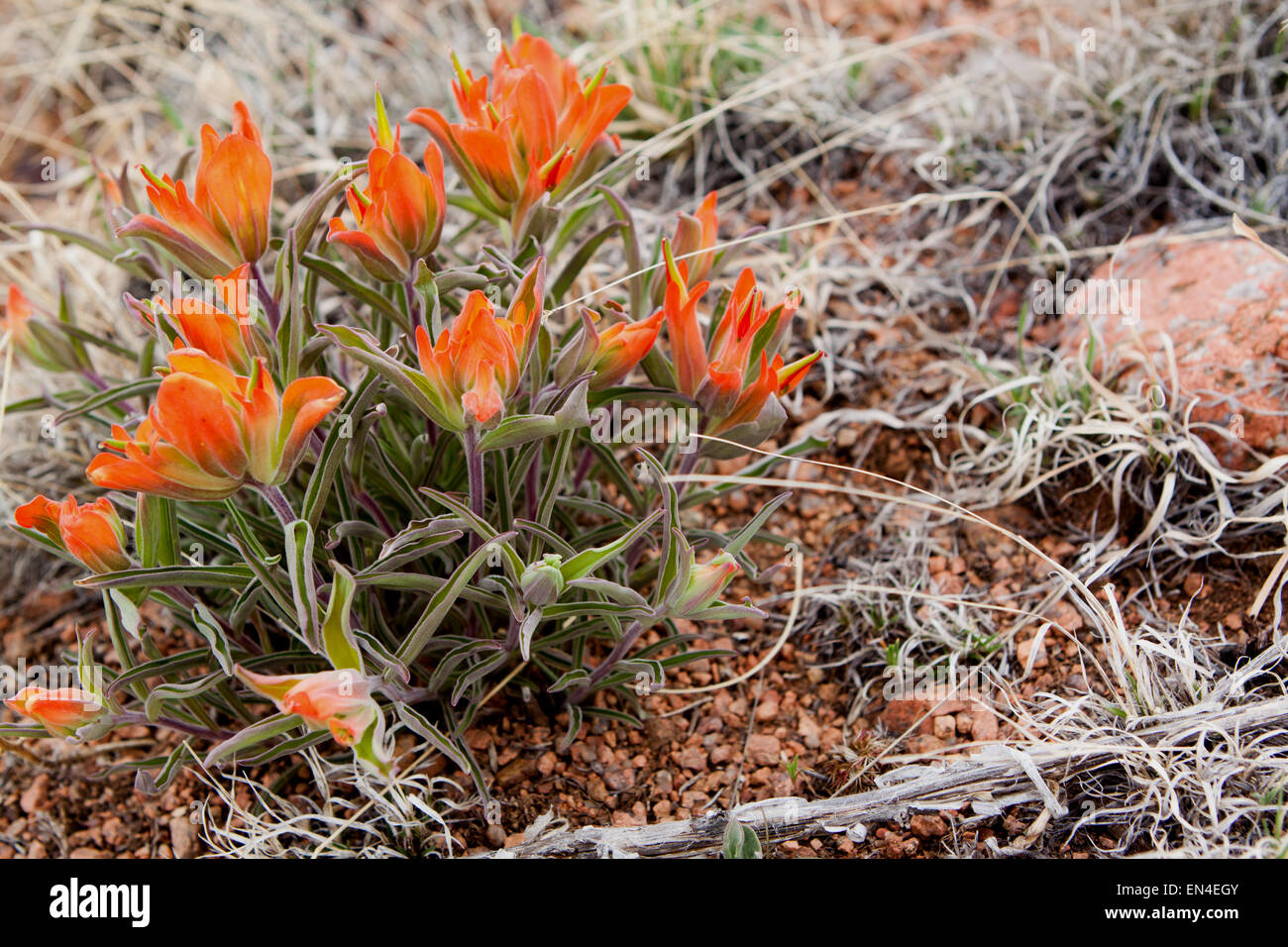 Bouquet d'wholeleaf indian paintbrush, également connu sous le nom de orange paintbrush (Castilleja integra). Banque D'Images