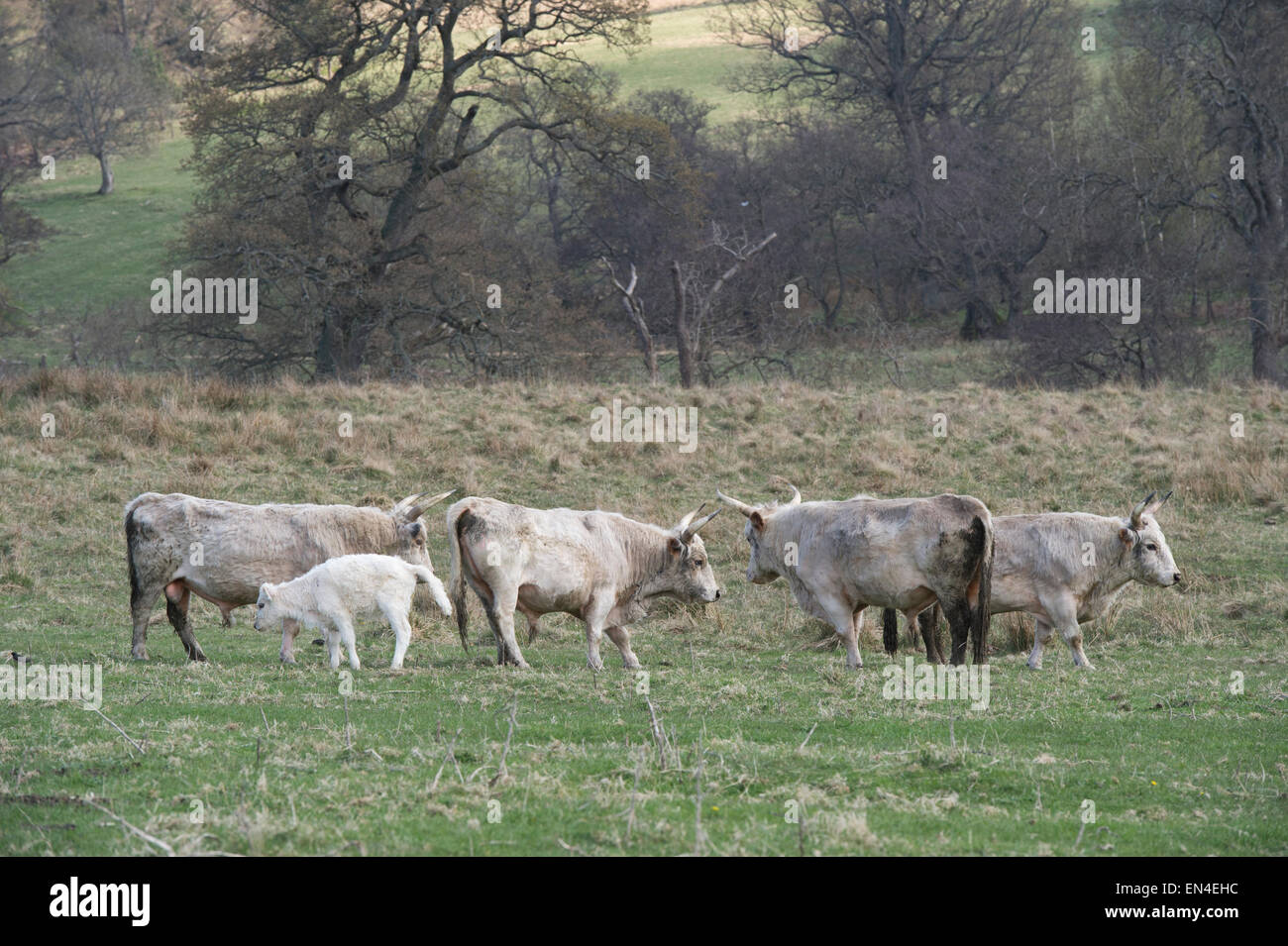 Sauvage chillingham cattle. Le Northumberland. L'Angleterre Banque D'Images