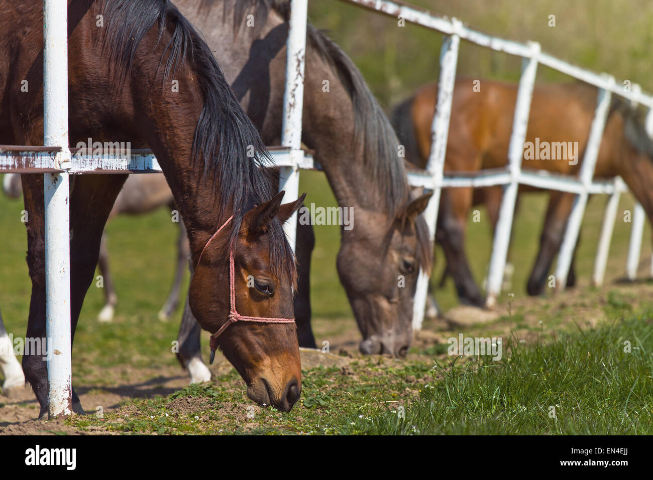 Troupeau de belles jeunes chevaux brouter sur les exploitations agricoles, les animaux sur les pâturages d'été Banque D'Images