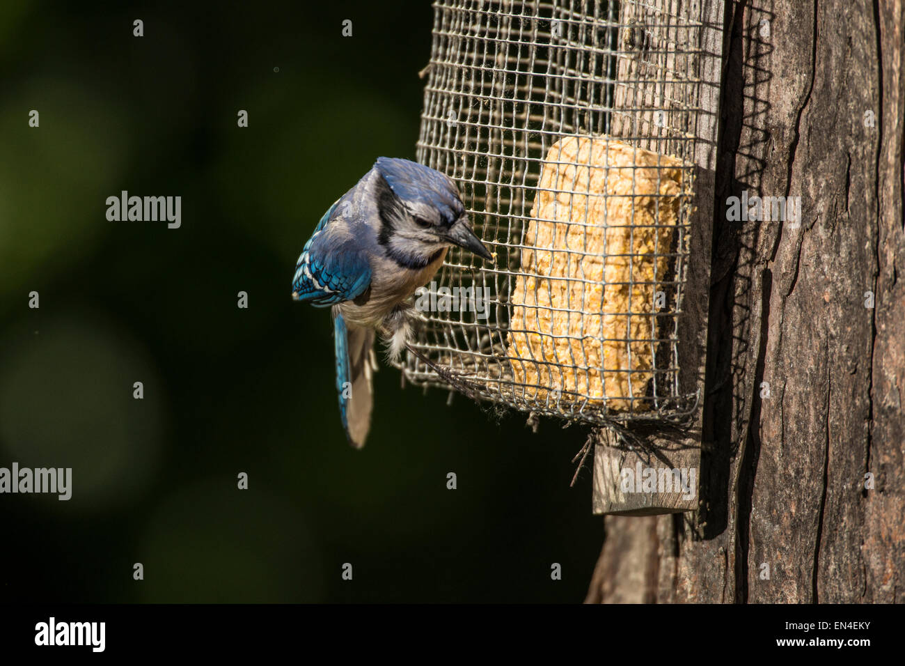 Geai bleu alimentation suif visites attaché à l'arbre d'érable. Banque D'Images