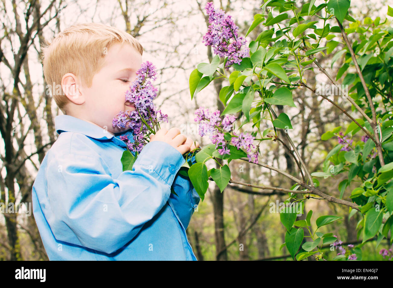 Fleurs lilas odeur garçon sur Bush Banque D'Images