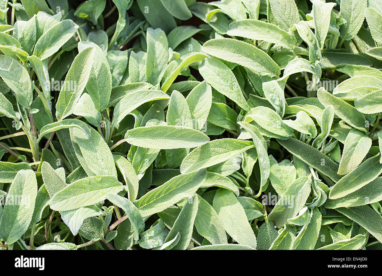 Beau vert sauge en vente à la serre Banque D'Images
