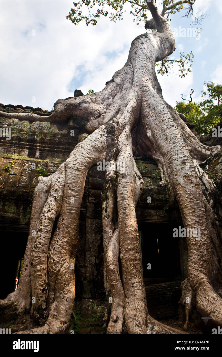 De plus en plus matures Banyan Tree à partir de l'ancien temple de Ta Phrom, Angkor, Siem Reap, Cambodge. Banque D'Images