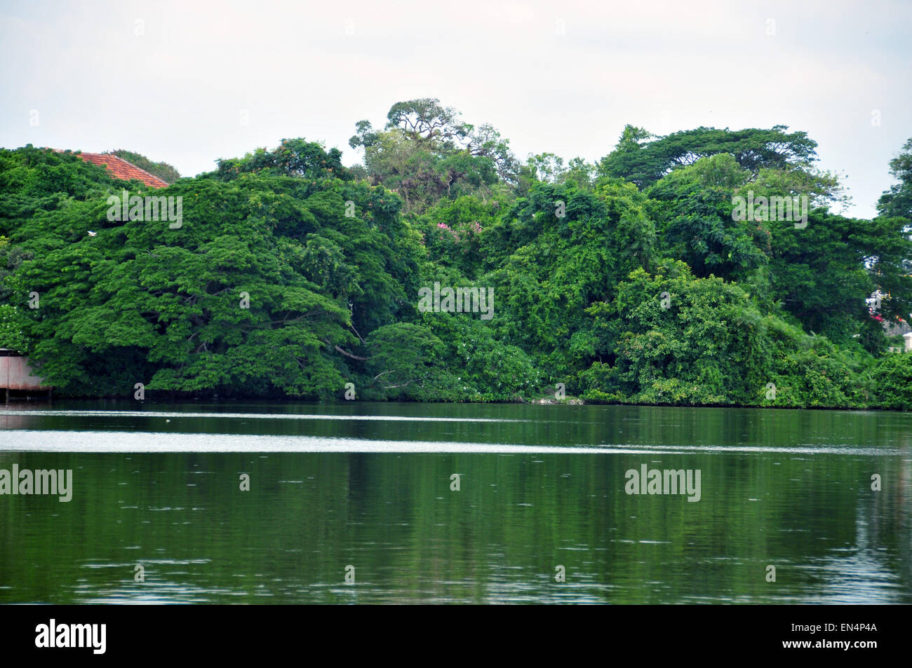 Belles backwaters et cocotiers avec une verdure vibrante Banque D'Images