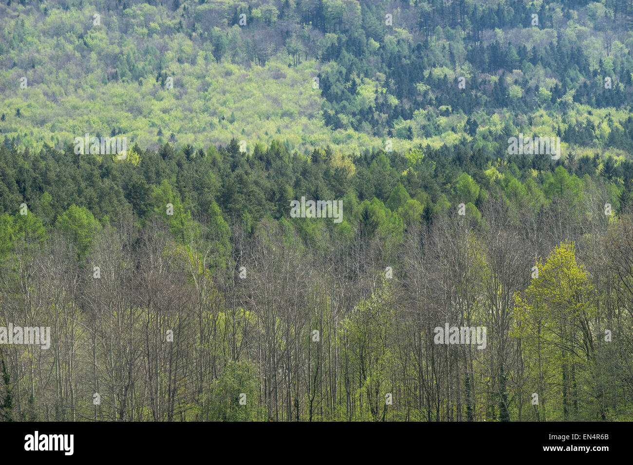 Forêt de printemps sur les pentes sud du mont Sleza Banque D'Images