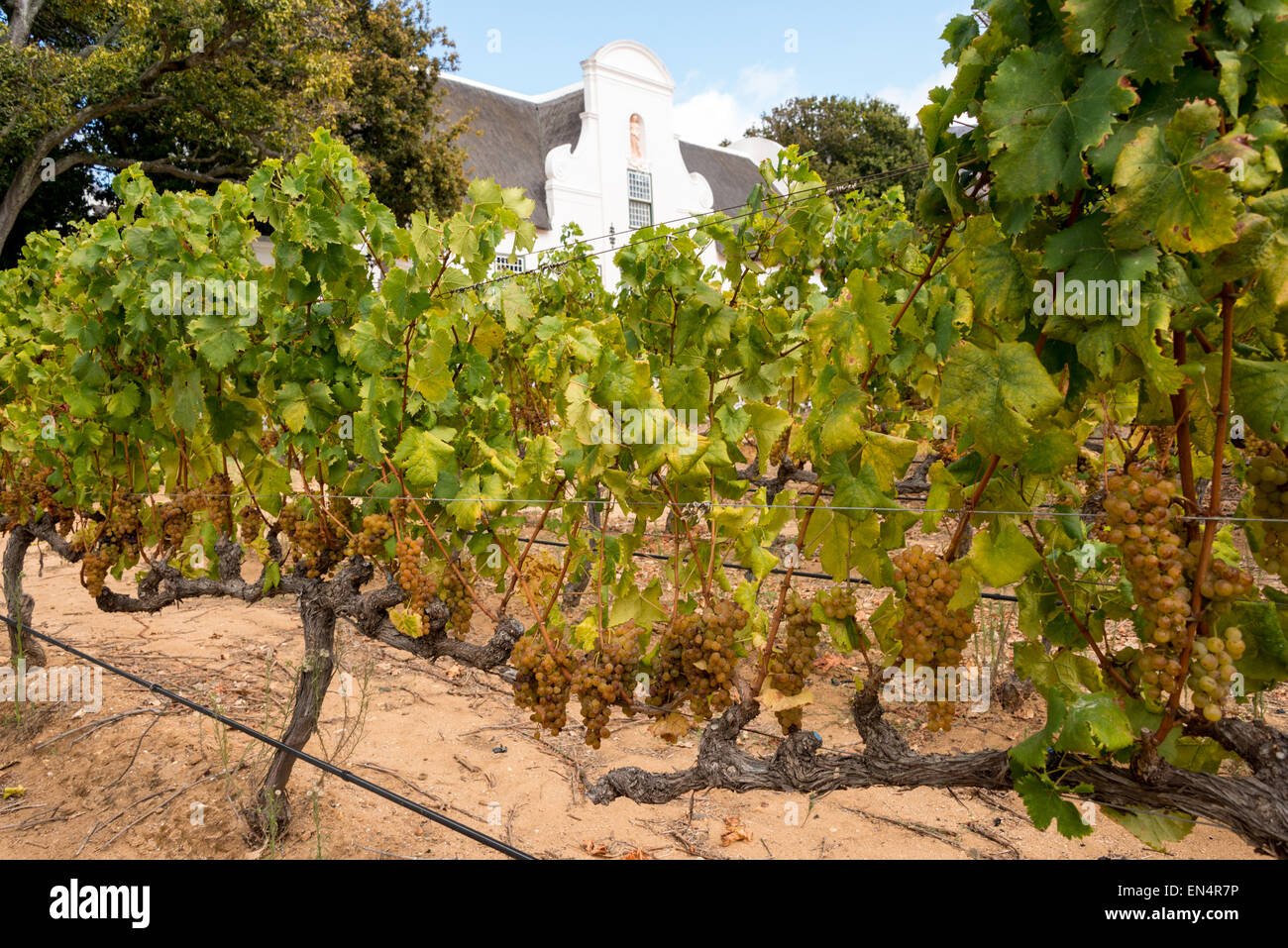 Groot Constantia Wine Estate, Constantia, Cape Town, Western Cape Province, République d'Afrique du Sud Banque D'Images