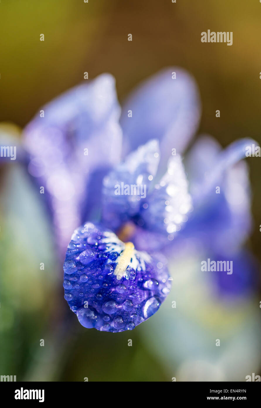 Iris unguicularis une plante rhizomateuse de la famille des iris Banque D'Images