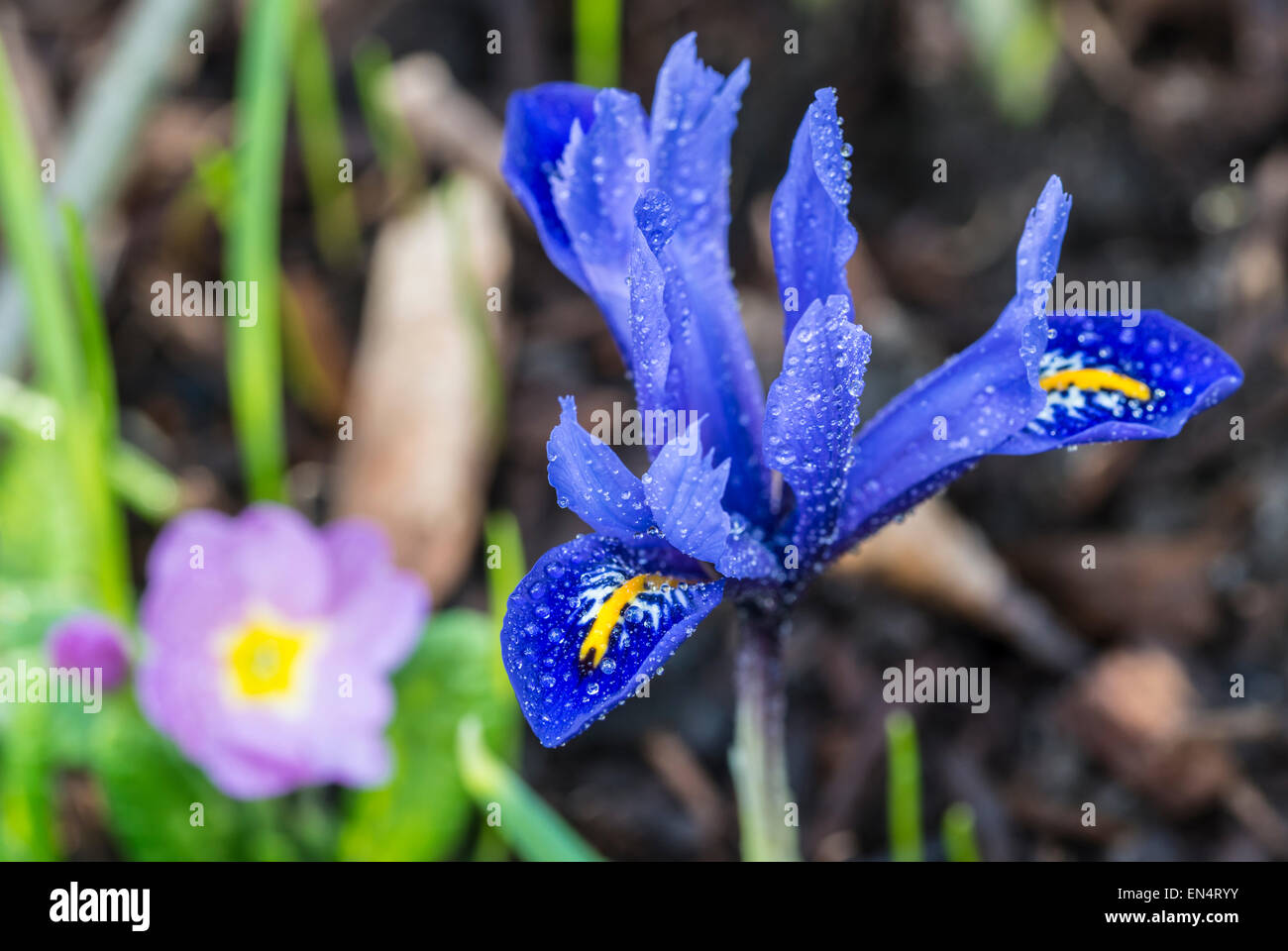 Iris unguicularis une plante rhizomateuse de la famille des iris Banque D'Images
