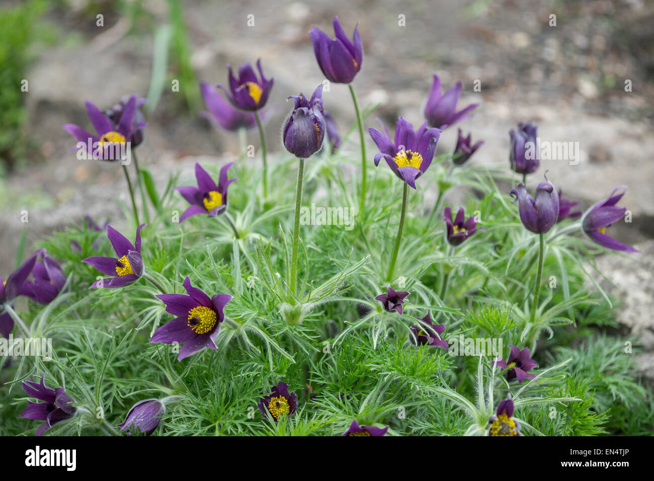 Fleurs Anémone pulsatille Pulsatilla vulgaris Banque D'Images