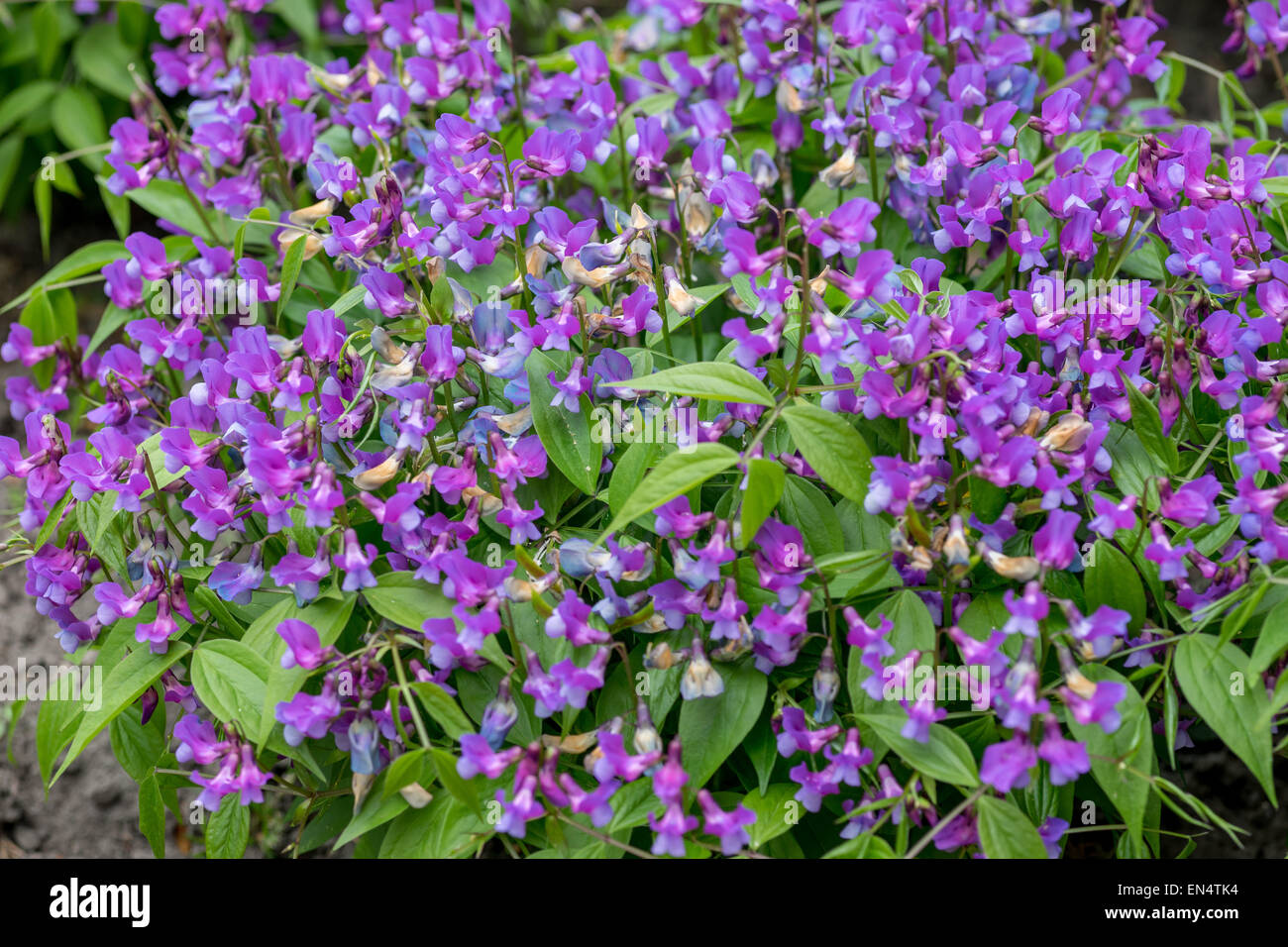 Grappe de pois de printemps en fleurs Lathyrus vernus Banque D'Images