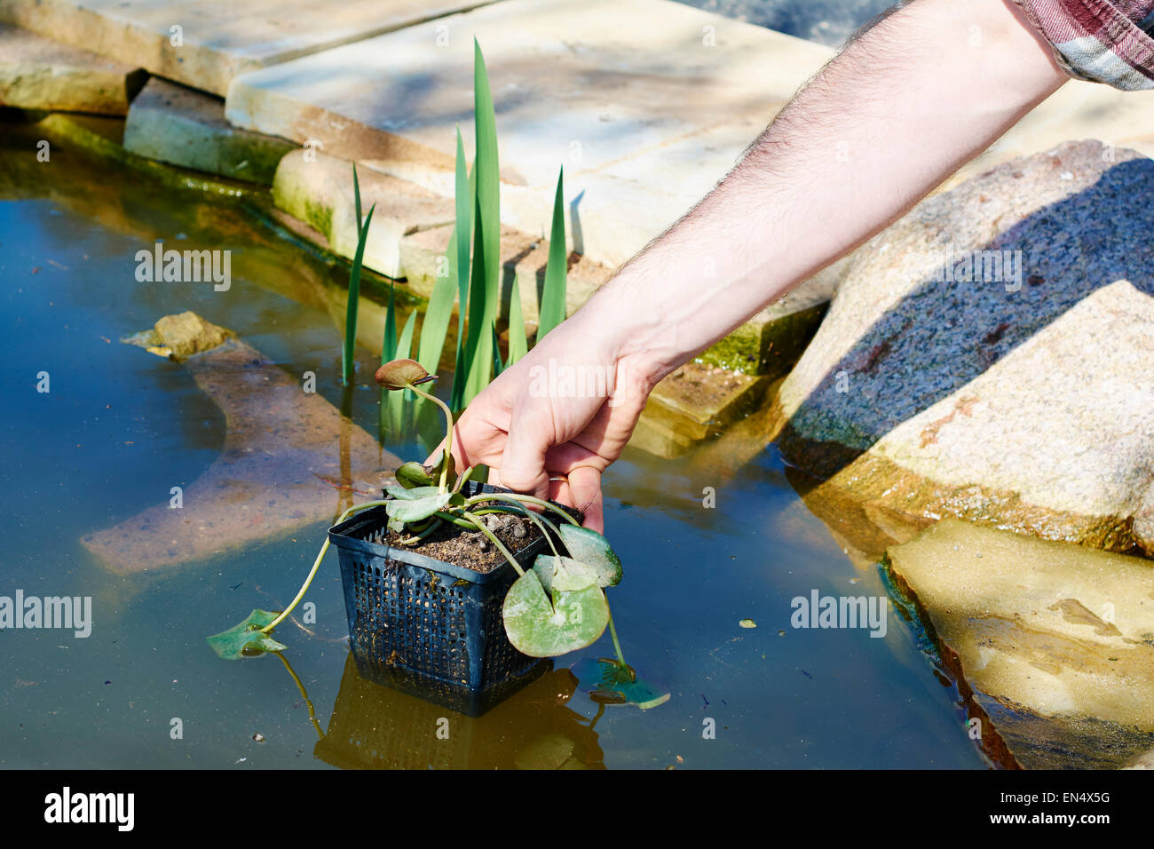 Placer un jardinier nénuphar blanc européen dans un étang. Banque D'Images