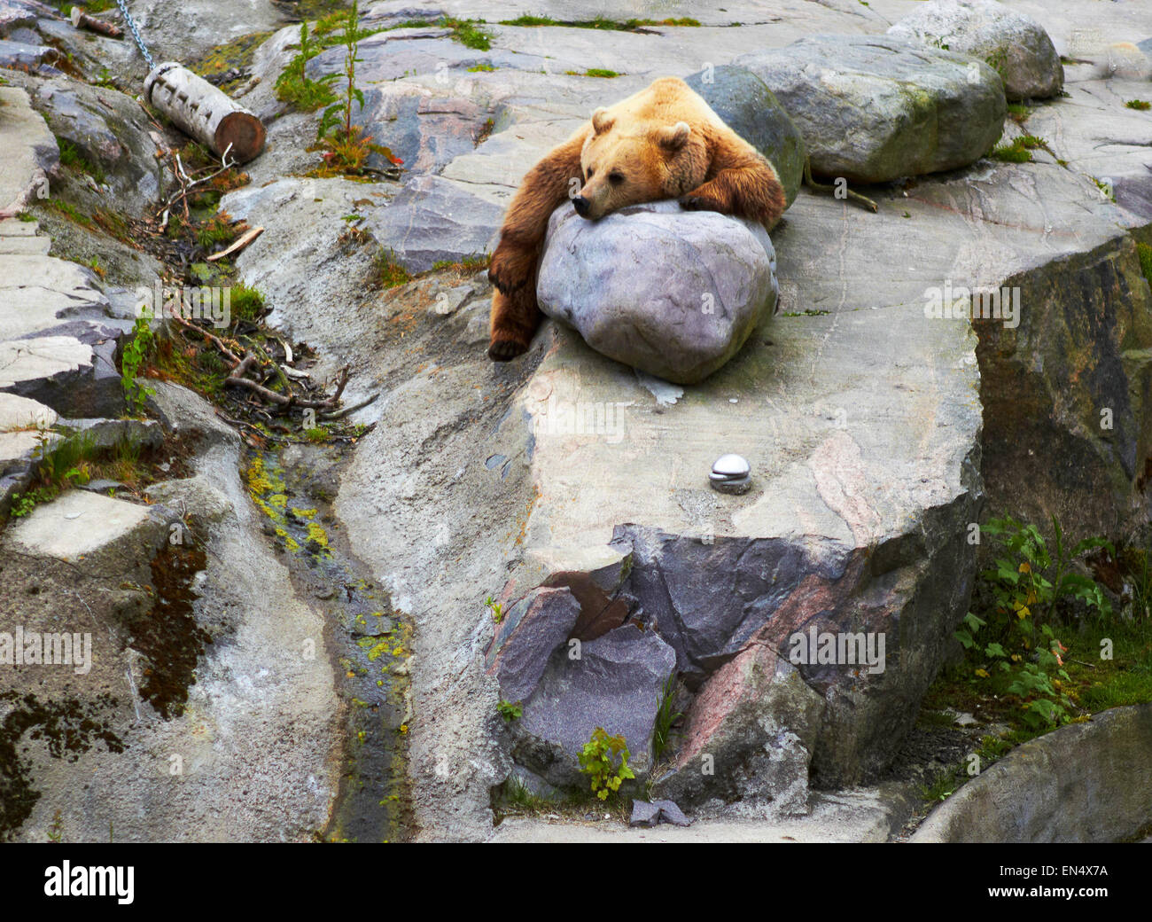 Gros ours brun se détendre dans funny pose sur roks Banque D'Images