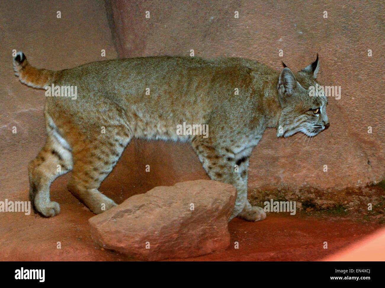 North American Lynx roux (Lynx rufus) vu de profil Banque D'Images