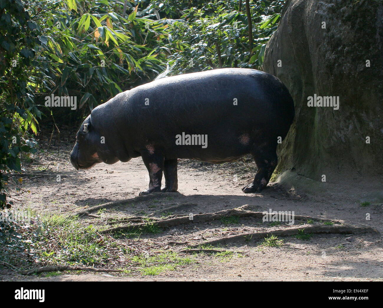 Hippopotame pygmée de l'Afrique de l'Ouest (Hexaprotodon liberiensis Choeropsis liberiensis), Banque D'Images