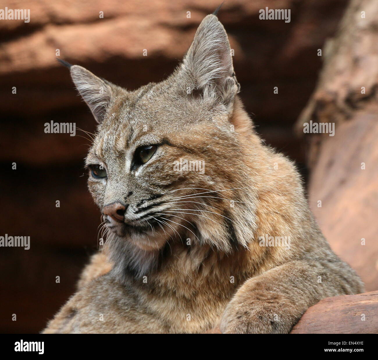 Close-up of a hommes nord-américains Lynx roux (Lynx rufus) Banque D'Images