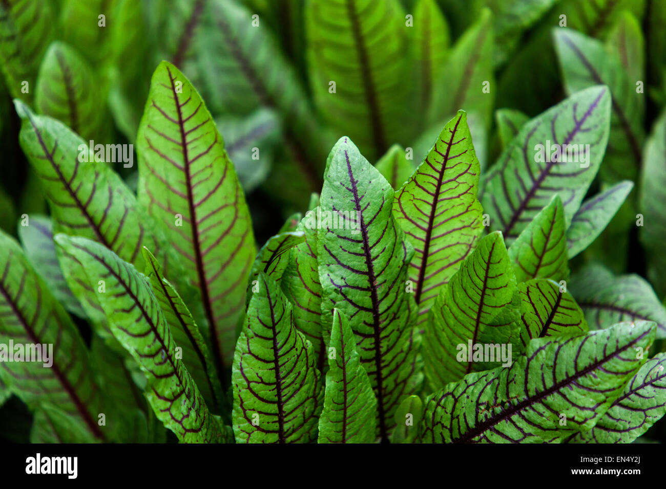 Quai sanglant, Rumex sanguineus feuilles savoureuses aux salades, herbes de jardin potager feuilles culinaires Sorrel rouge légumes de culture Banque D'Images