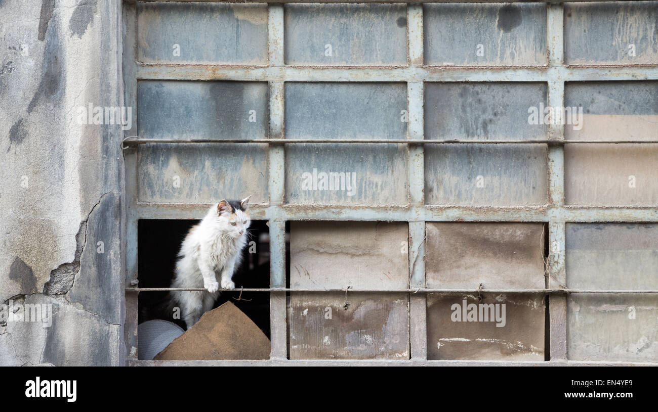 Chat abandonné sur warehouse fenêtre cassée Banque D'Images