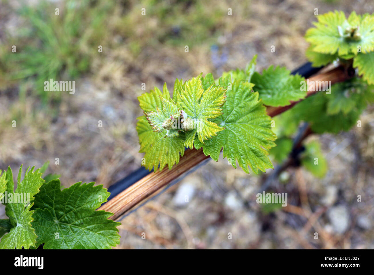 Les jeunes feuilles de vigne en Ligurie. Photographie par Qin Xie. Banque D'Images