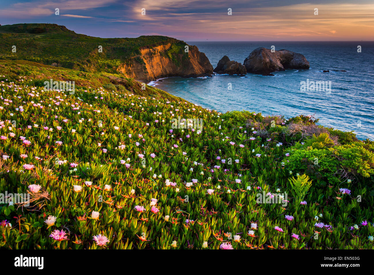 Des fleurs sur une falaise au-dessus de Rodeo Beach au coucher du soleil, au Golden Gate National Recreation Area, à San Francisco, Californie. Banque D'Images