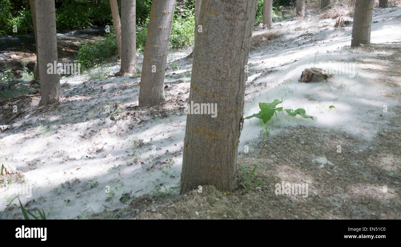 Revêtement de sol de graines blanches de l'arbre tremble, Populus tremuloides, Alhama de Granada, Espagne Banque D'Images