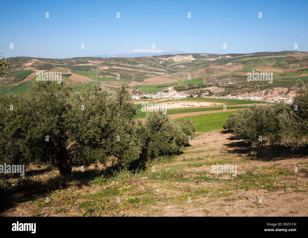 Arbres dans une oliveraie près de Alhama de Granada, Espagne. Banque D'Images