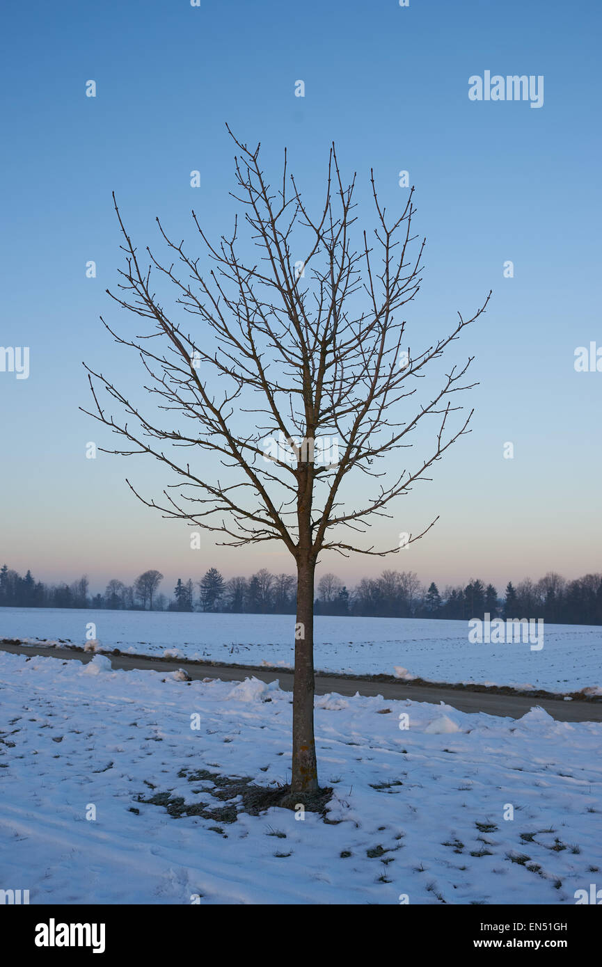 Arbre solitaire dans la neige dans la toundra dans les mois froids d'hiver Banque D'Images