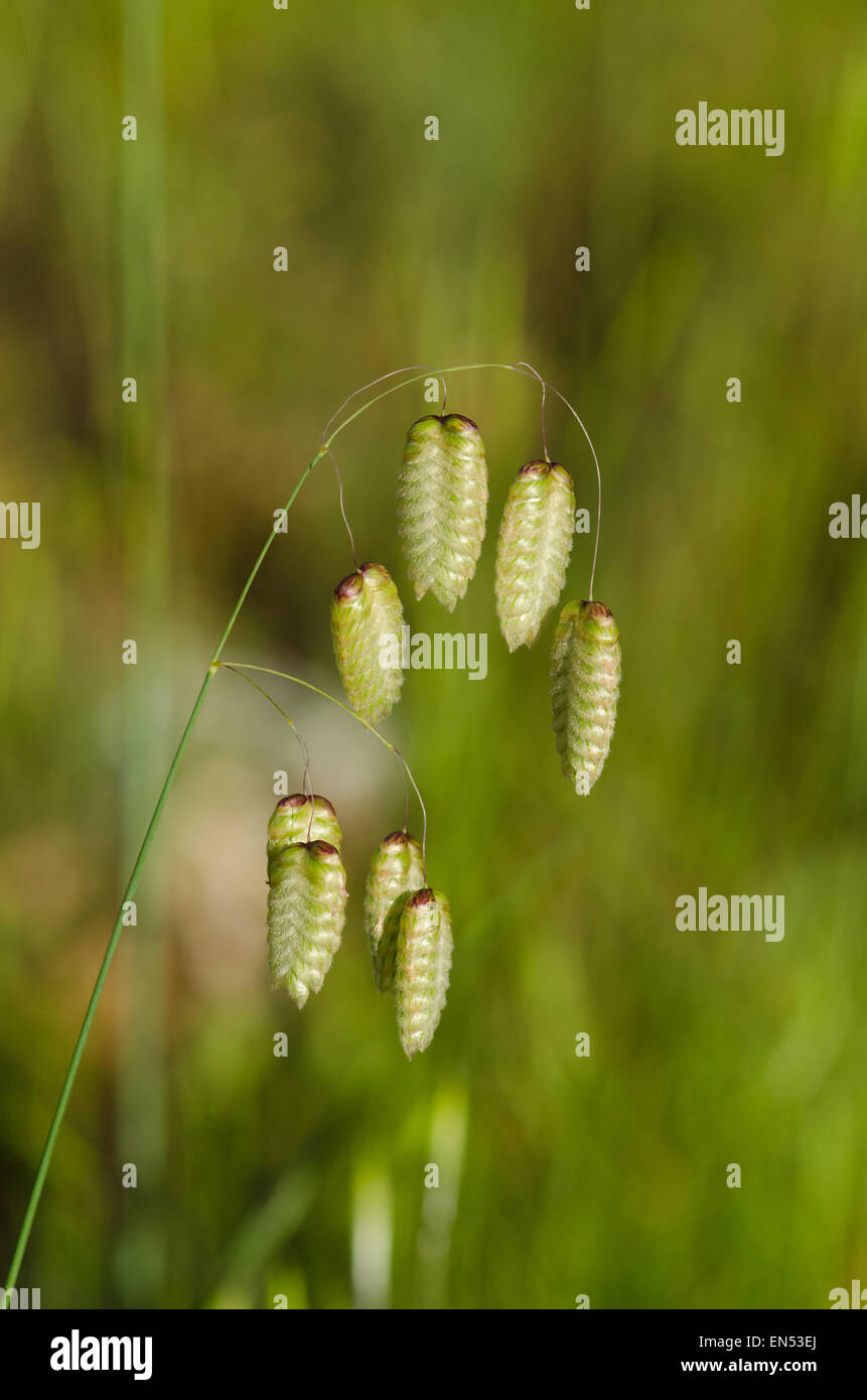 Big quaking grass, grand quaking grass, vacille, grand quaking grass, herbe calliphoridés, Briza maxima, graines. L'Espagne. Banque D'Images