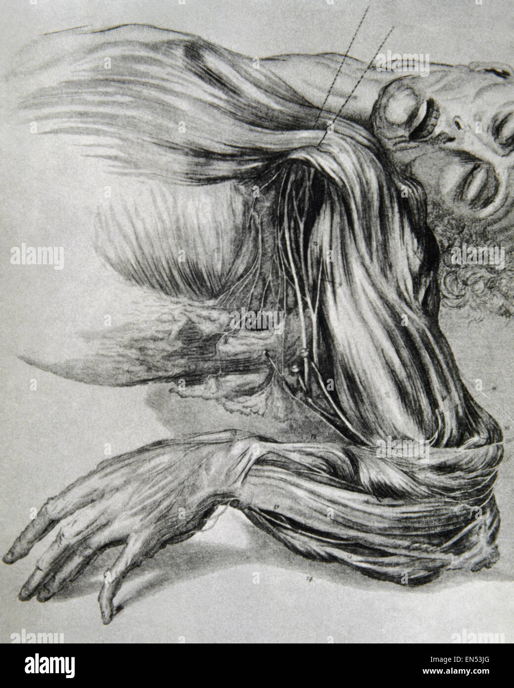 Histoire de la médecine. L'élaboration d'une étude de l'anatomie. Les muscles des bras. 18e siècle. Banque D'Images