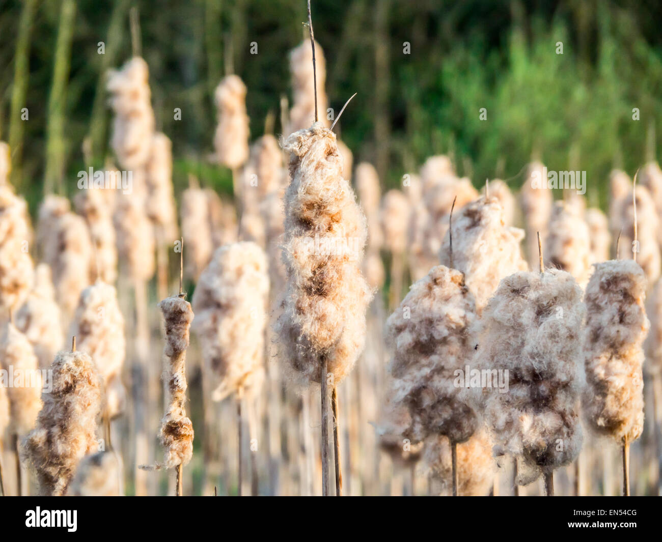 Bull rushes Banque de photographies et d’images à haute résolution - Alamy