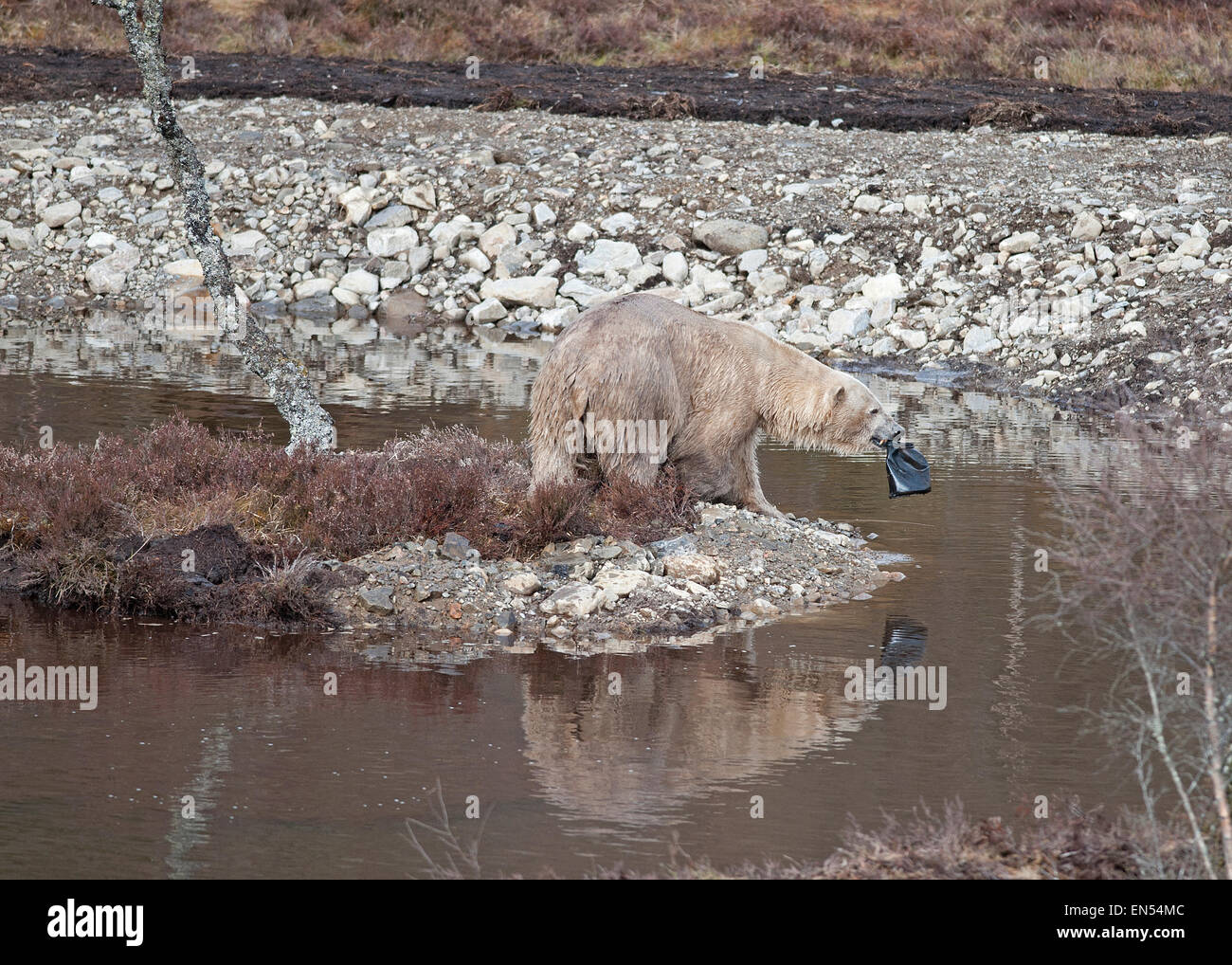 Le Kincraig, Ecosse, Royaume-Uni. Apr 28, 2015. 18 Victoria un ours polaire femelle âgée bénéficie de sa première journée à la découverte de son nouveau boîtier au Highland Wildlife Park à Kincraig. Inverness en Écosse. Victoria est la seule femme de l'ours polaire au Royaume-Uni. Crédit : David Gowans/Alamy Live News Banque D'Images