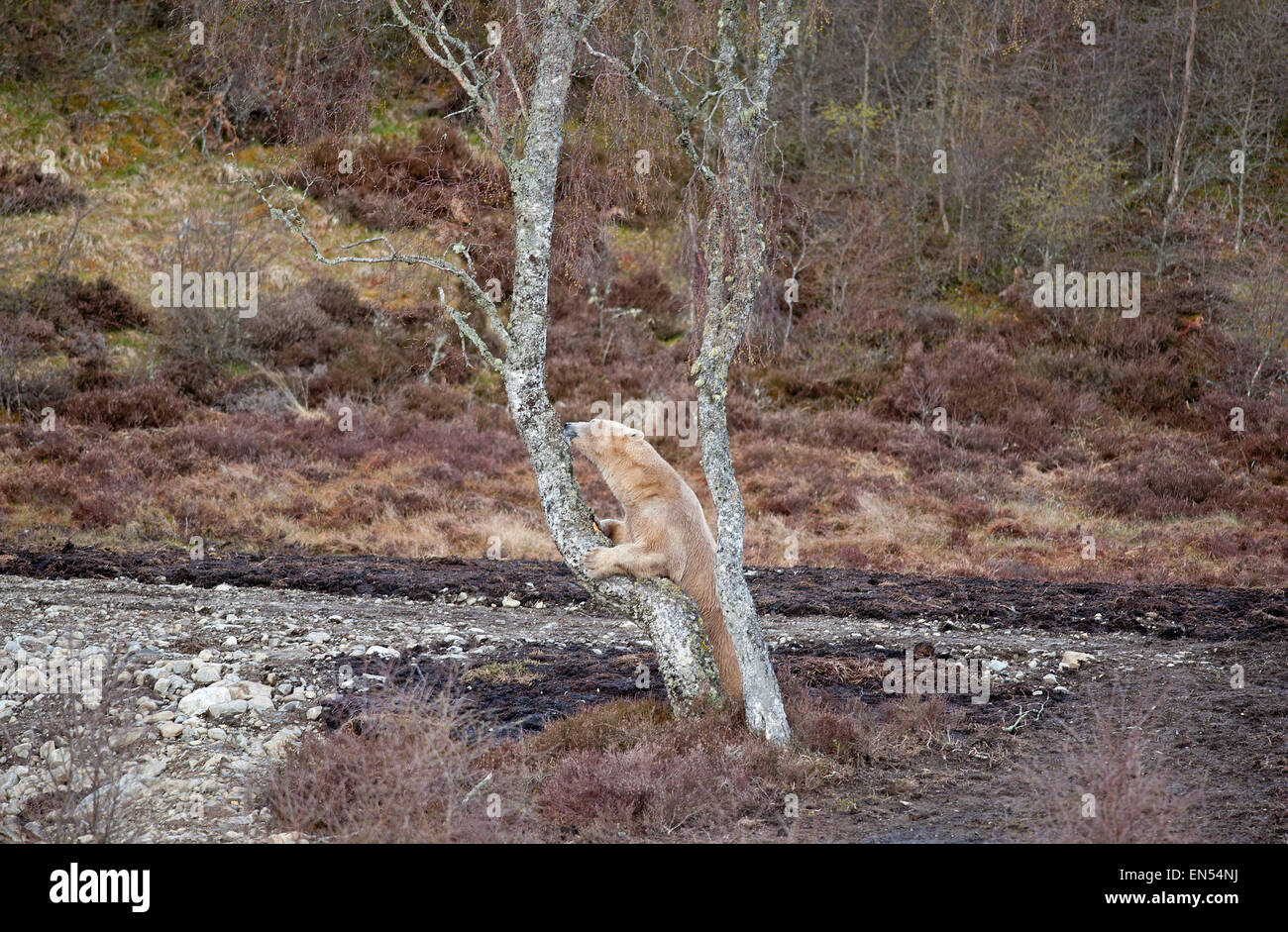 Le Kincraig, Ecosse, Royaume-Uni. Apr 28, 2015. 18 Victoria un ours polaire femelle âgée bénéficie de sa première journée à la découverte de son nouveau boîtier au Highland Wildlife Park à Kincraig. Inverness en Écosse. Victoria est la seule femme de l'ours polaire au Royaume-Uni. Crédit : David Gowans/Alamy Live News Banque D'Images