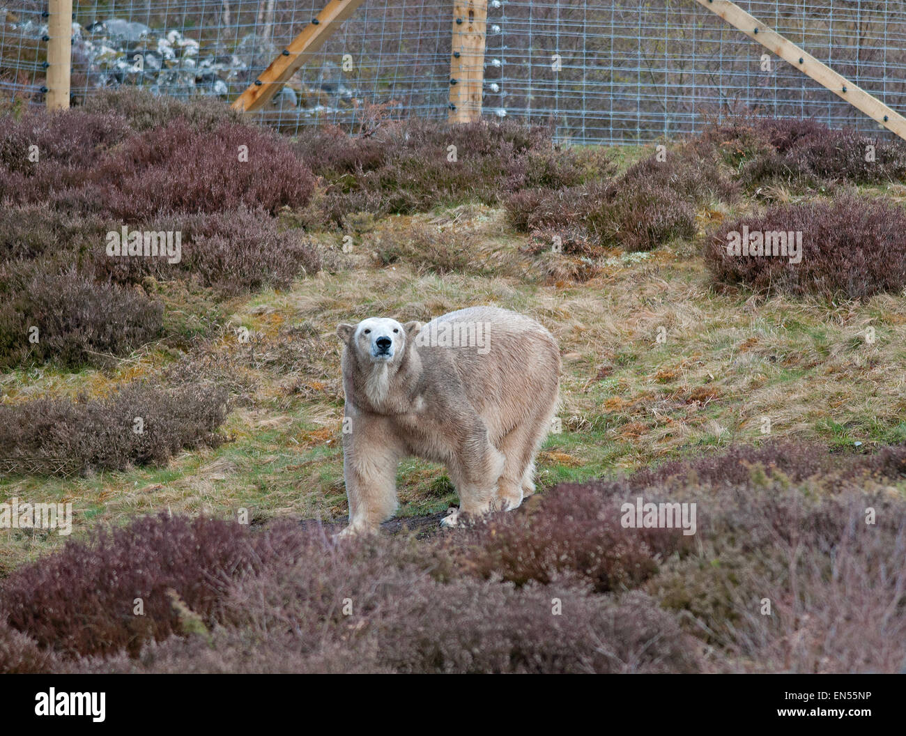 Le Kincraig, Ecosse, Royaume-Uni. Apr 28, 2015. 18 Victoria un ours polaire femelle âgée bénéficie de sa première journée à la découverte de son nouveau boîtier au Highland Wildlife Park à Kincraig. Inverness en Écosse. Victoria est la seule femme de l'ours polaire au Royaume-Uni. Crédit : David Gowans/Alamy Live News Banque D'Images